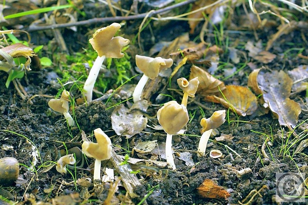 Zadelkluifzwam