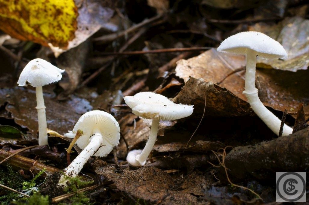 Zijdechampignonparasol