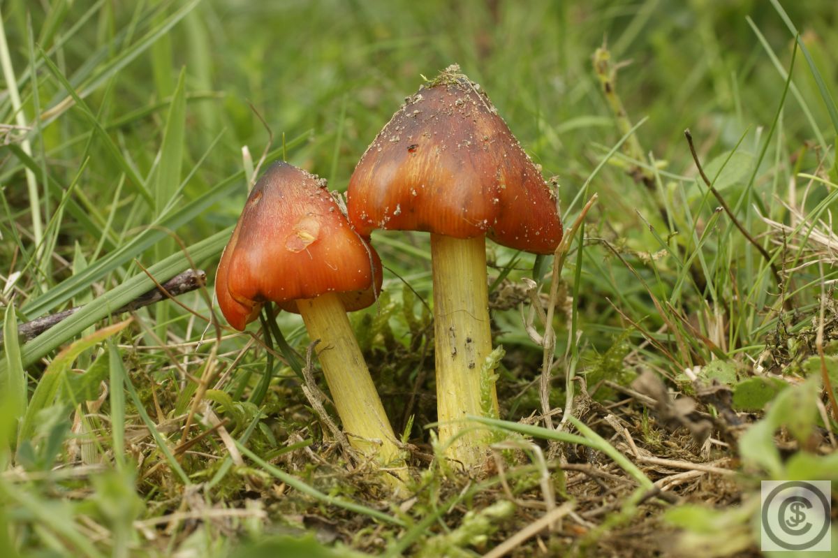 Zwartwordende wasplaat
