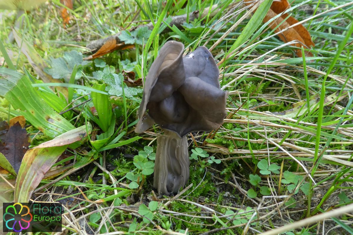 Zwarte kluifzwam