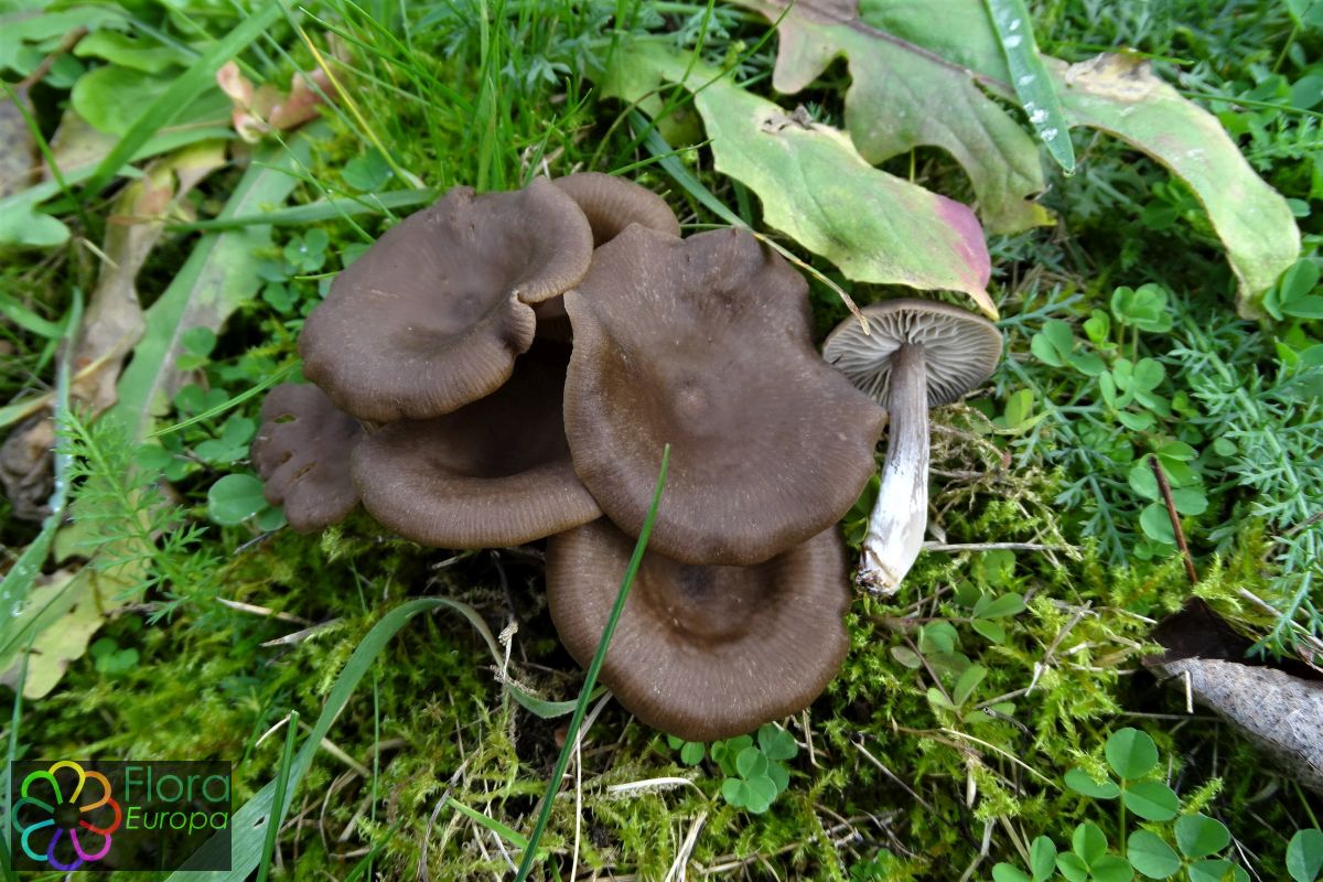 Bruine satijnzwam