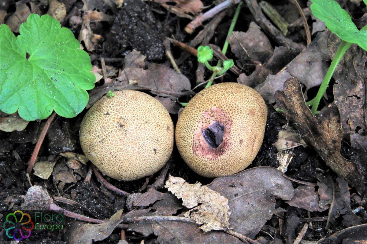 Uiige aardappelbovist