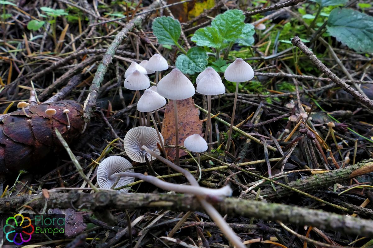 Draadsteelmycena