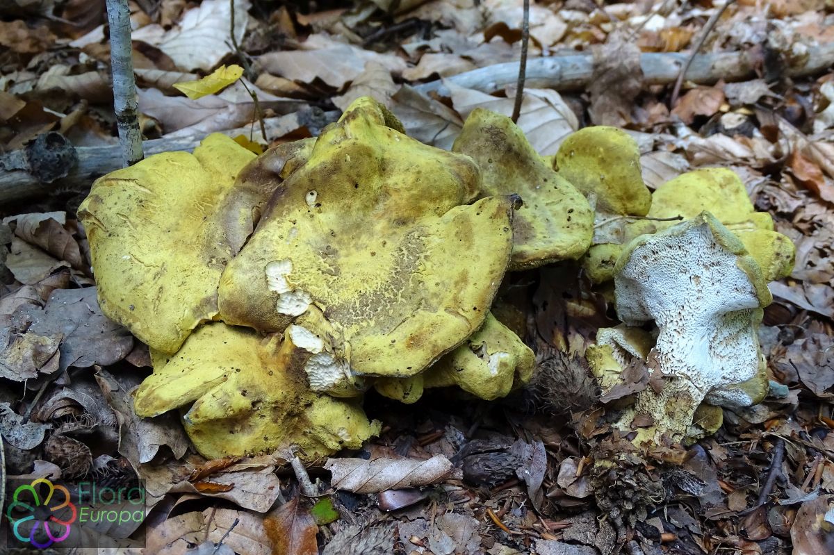 Albatrellus cristatus