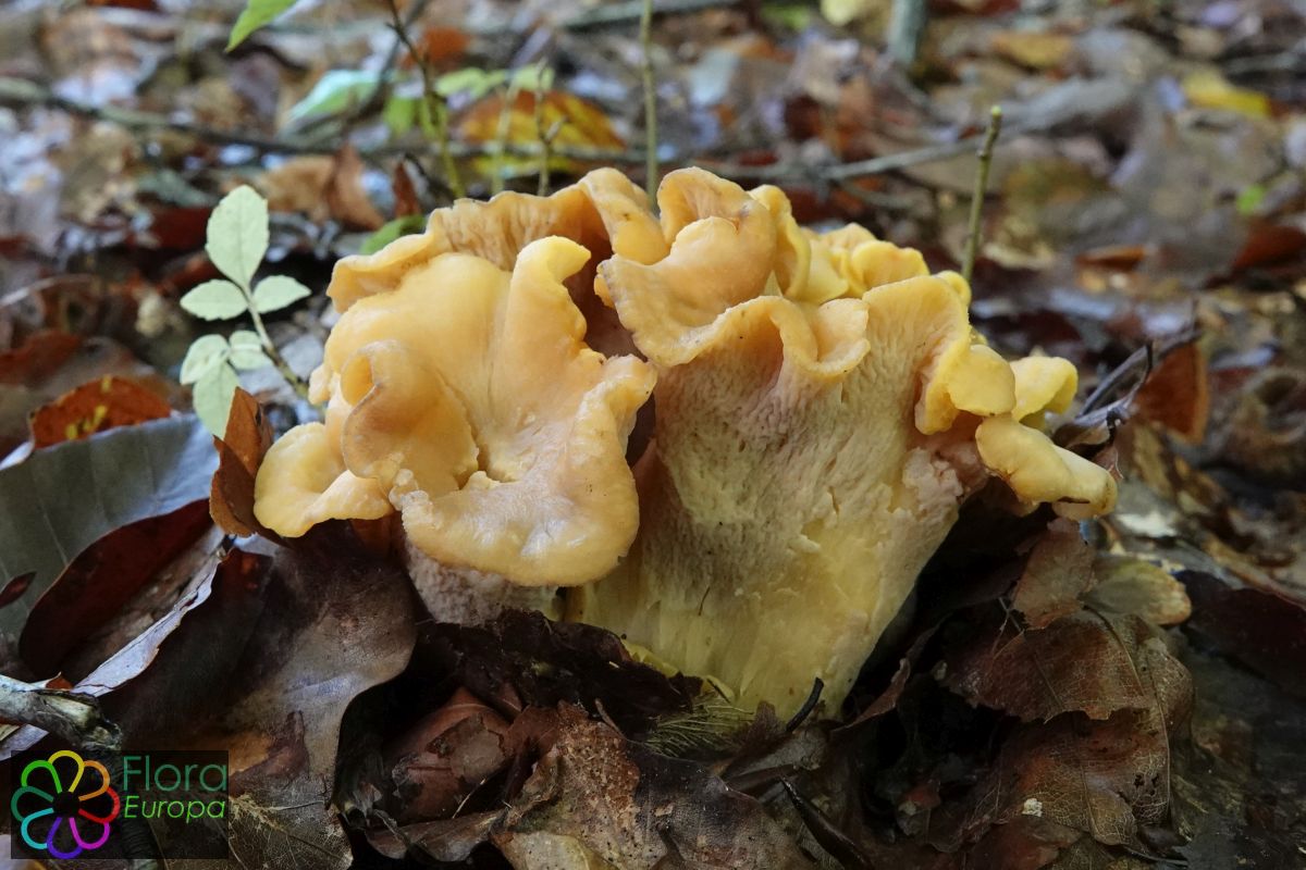 zwartwordenden cantharel