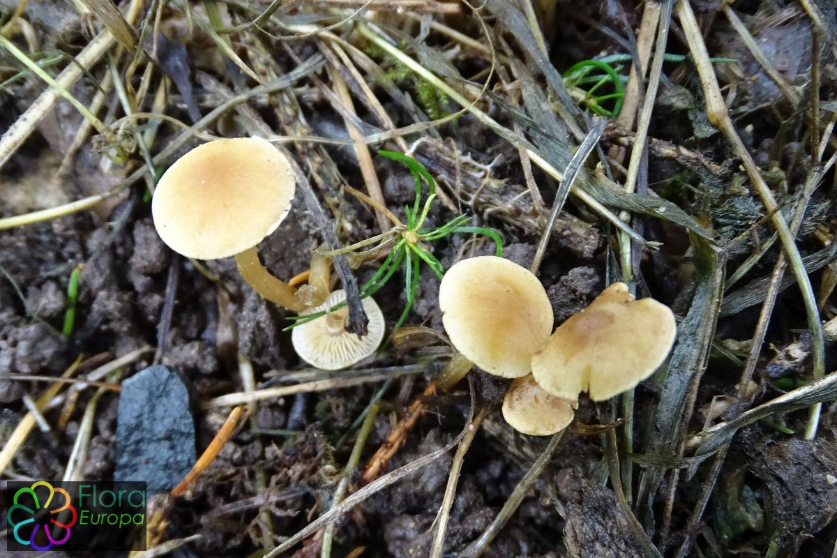 Bleke elzenzompzwam