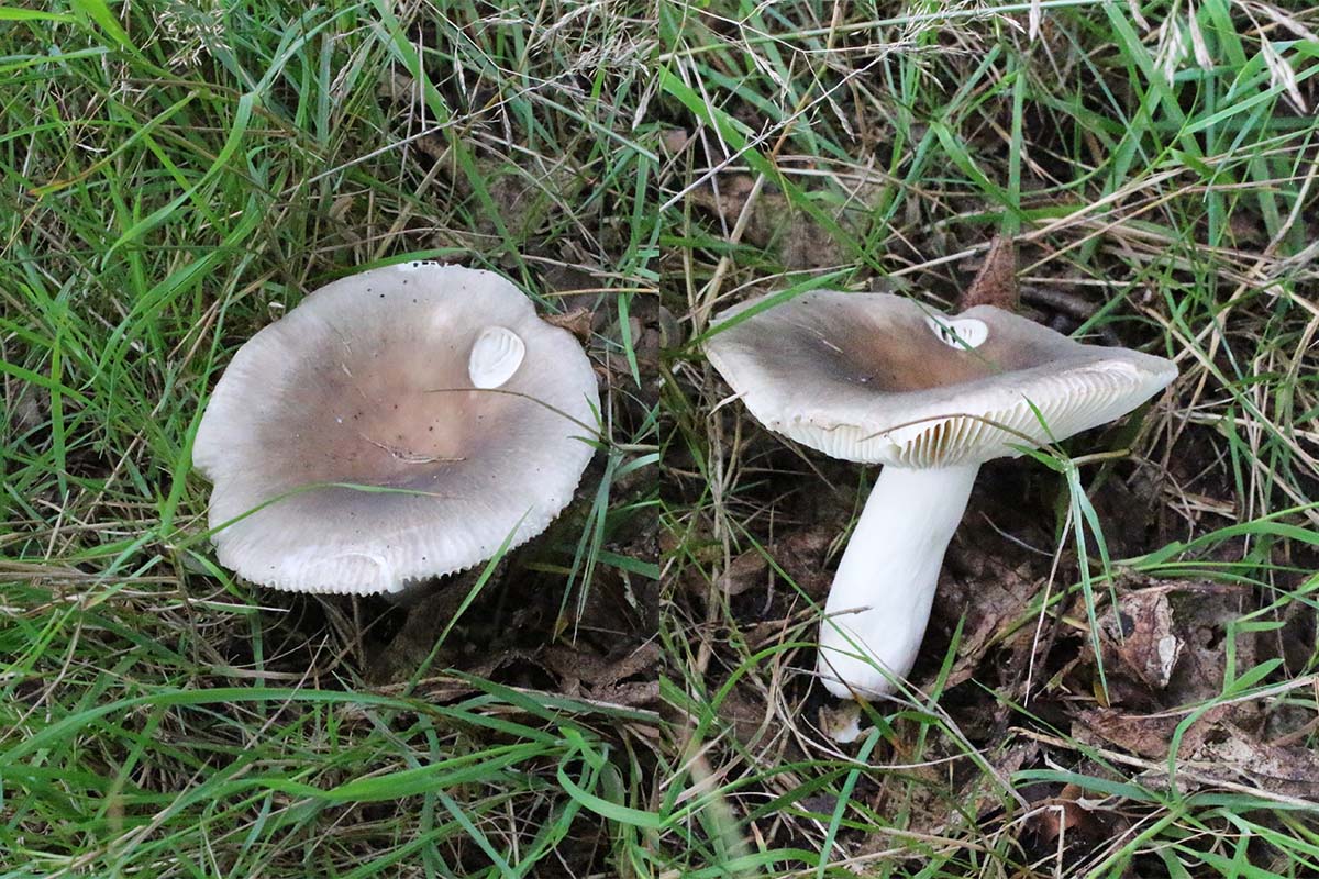 Duifrussula