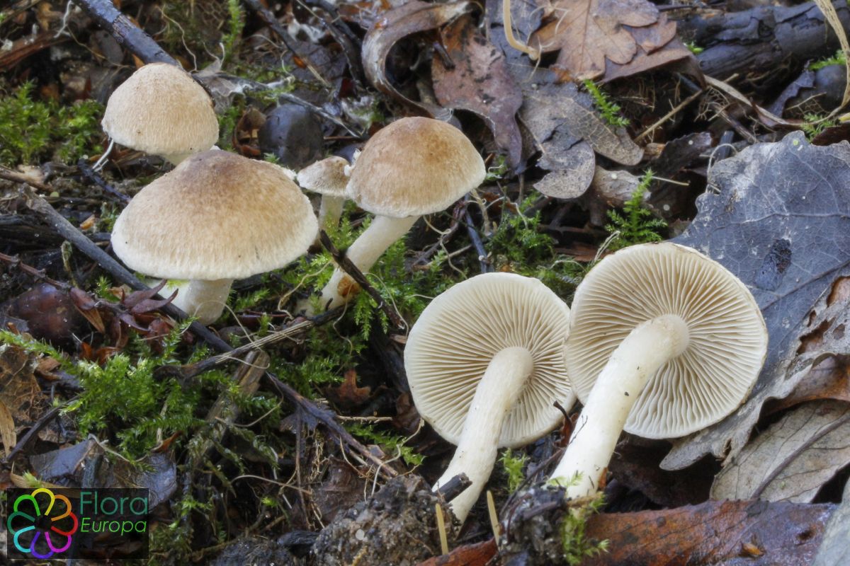 Vlokkige Vezelkop