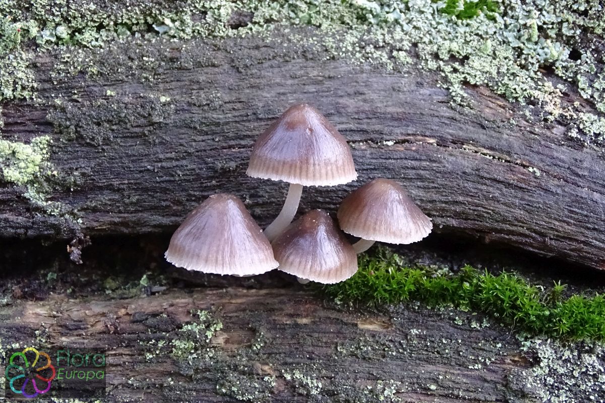 Wintermycena