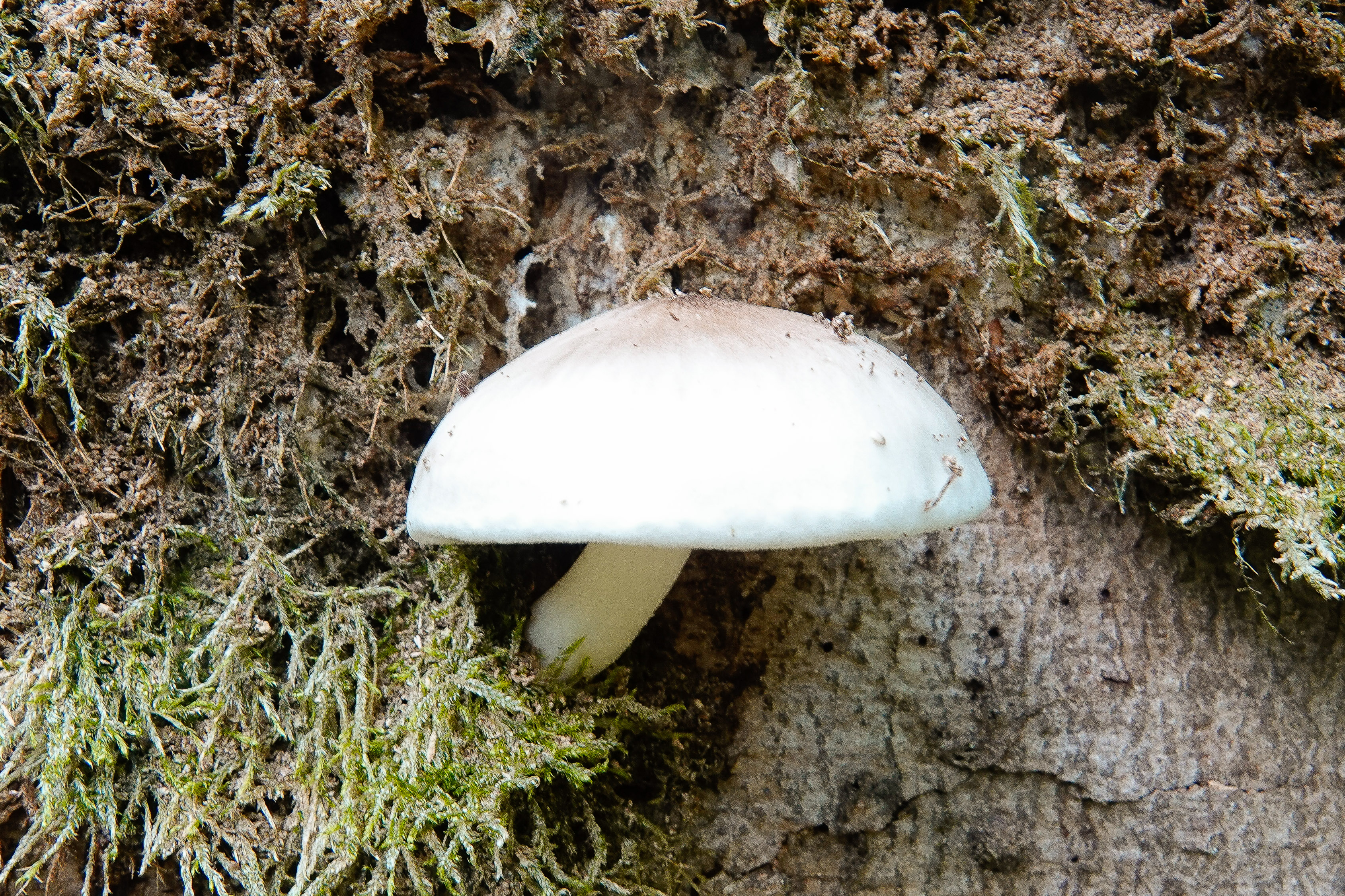 Bleke knolvoethertenzwam