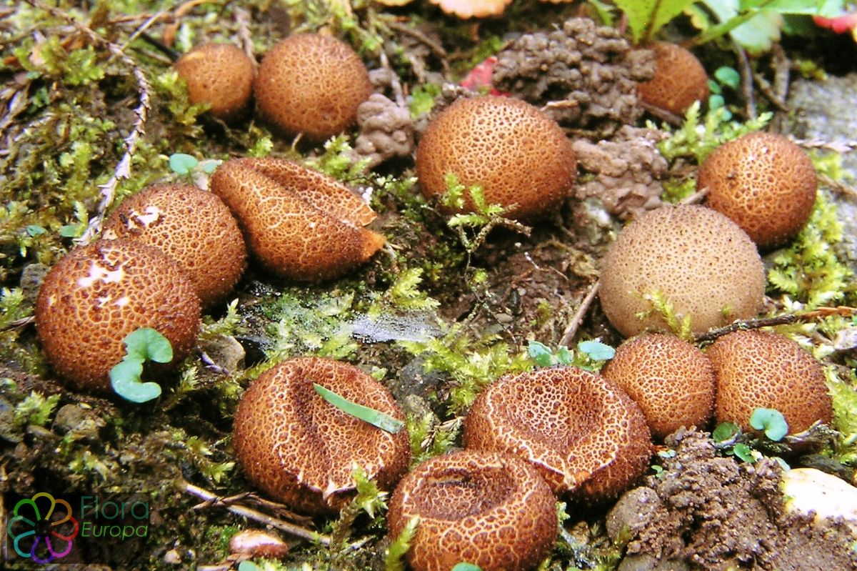 Donkerbruine stuifzwam