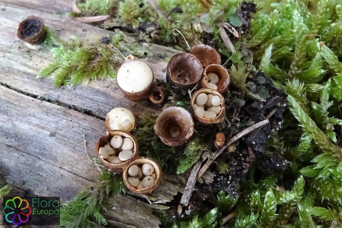 Bleek nestzwammetje