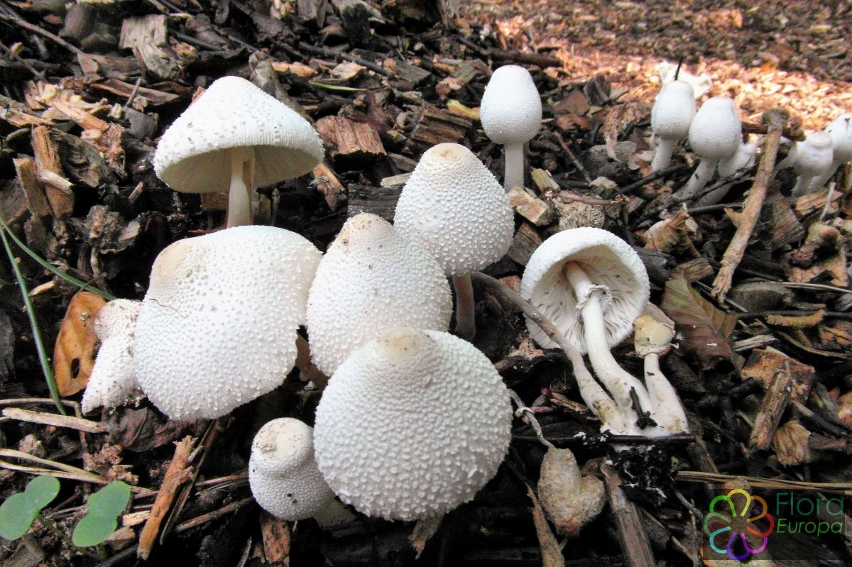 Dikvoetplooiparasol