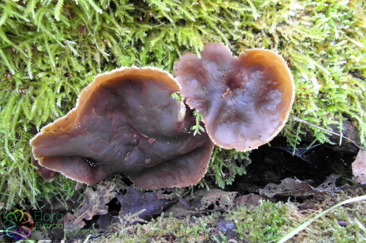 Bleekbruine bekerzwam