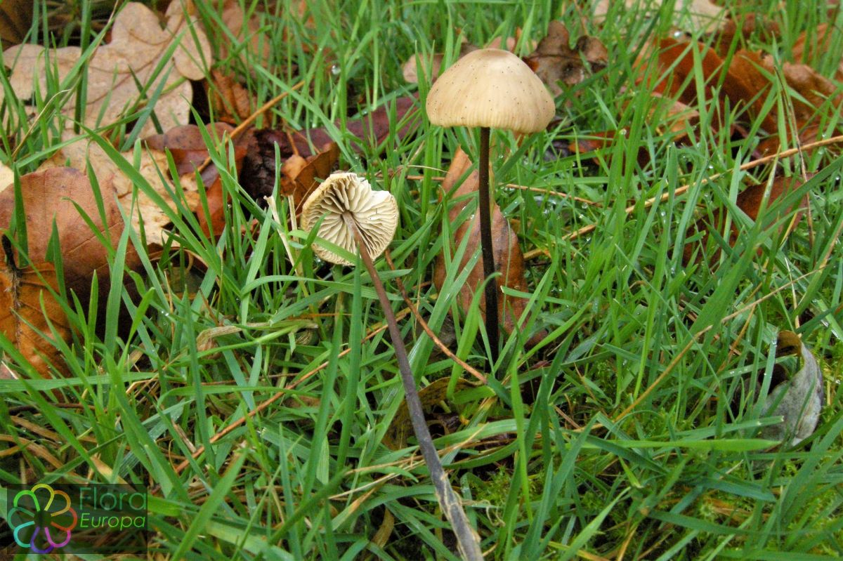 Bleke knoflooktaailing