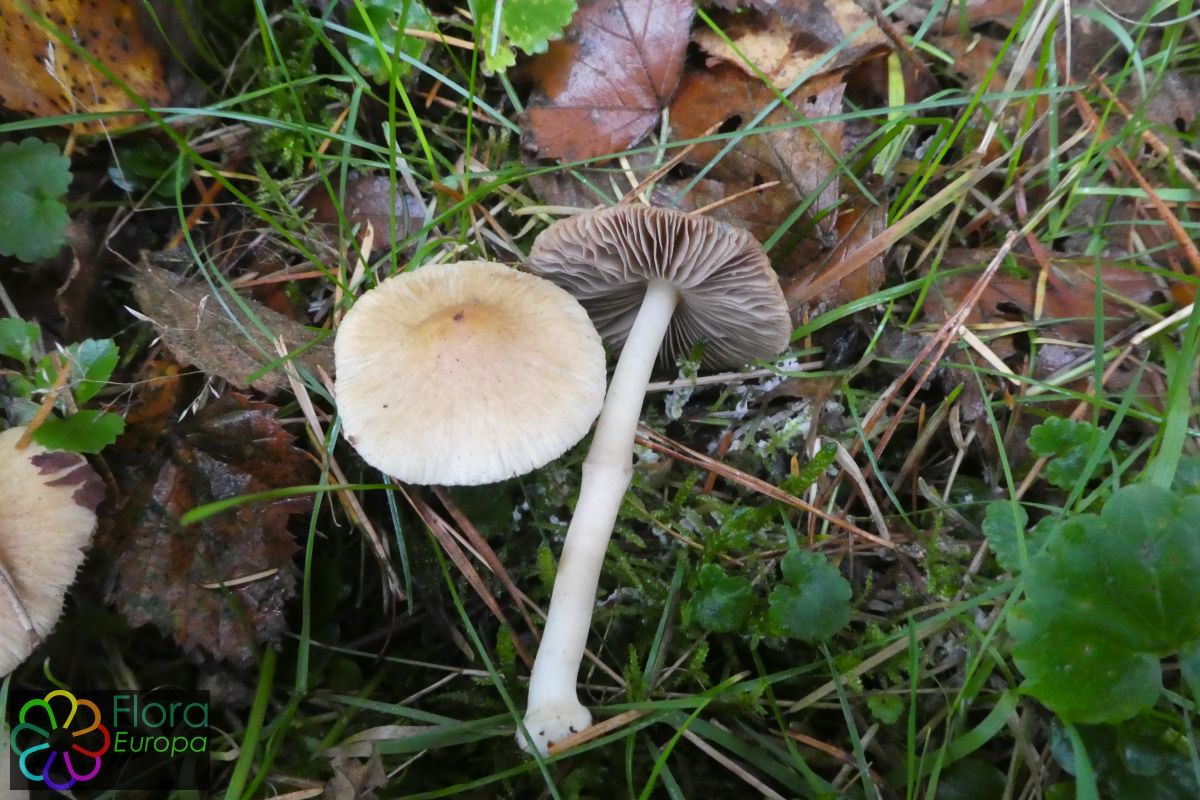 Vale knolvezelkop