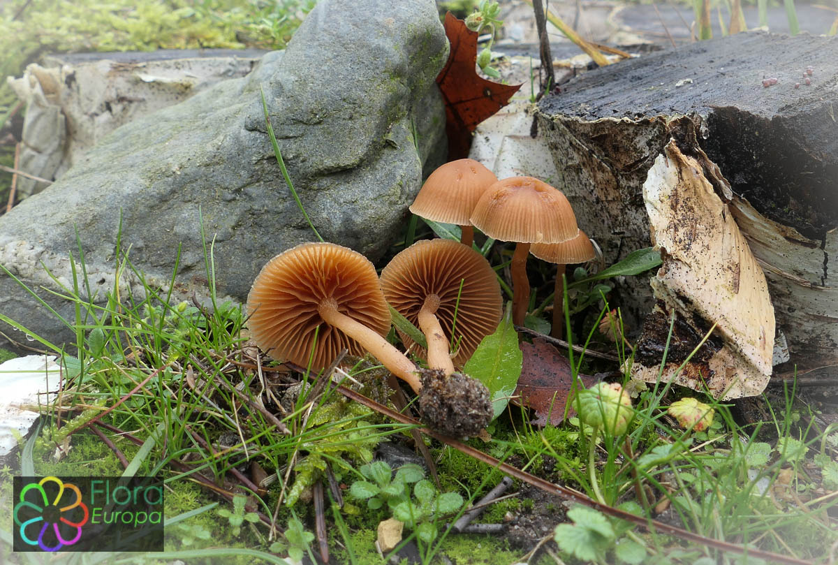 Winterdonsvoetje