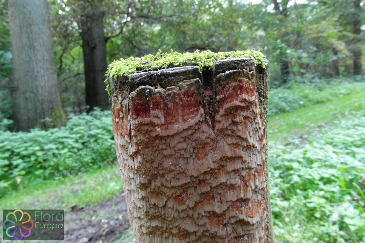 Werkhoutvuurzwam