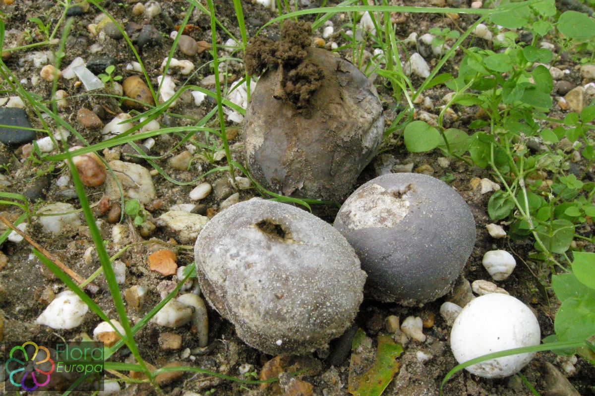 Zwartwordende bovist