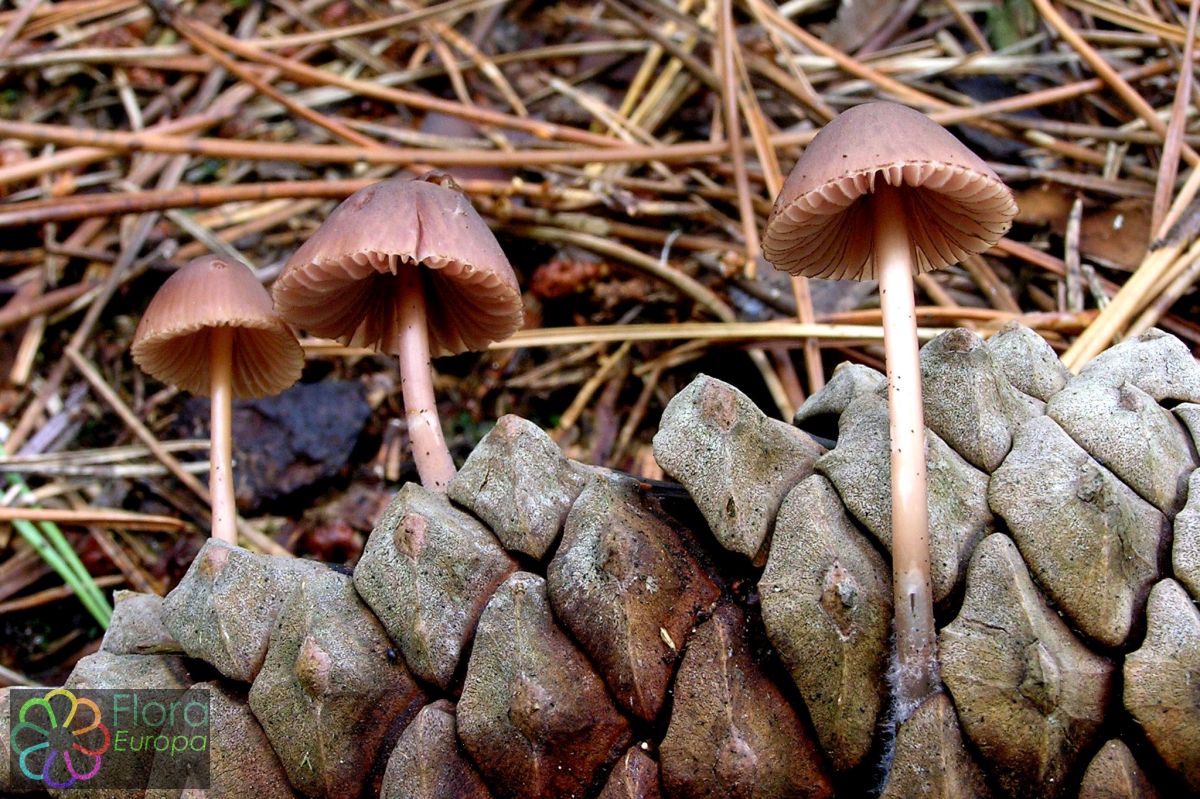 Zeedenmycena