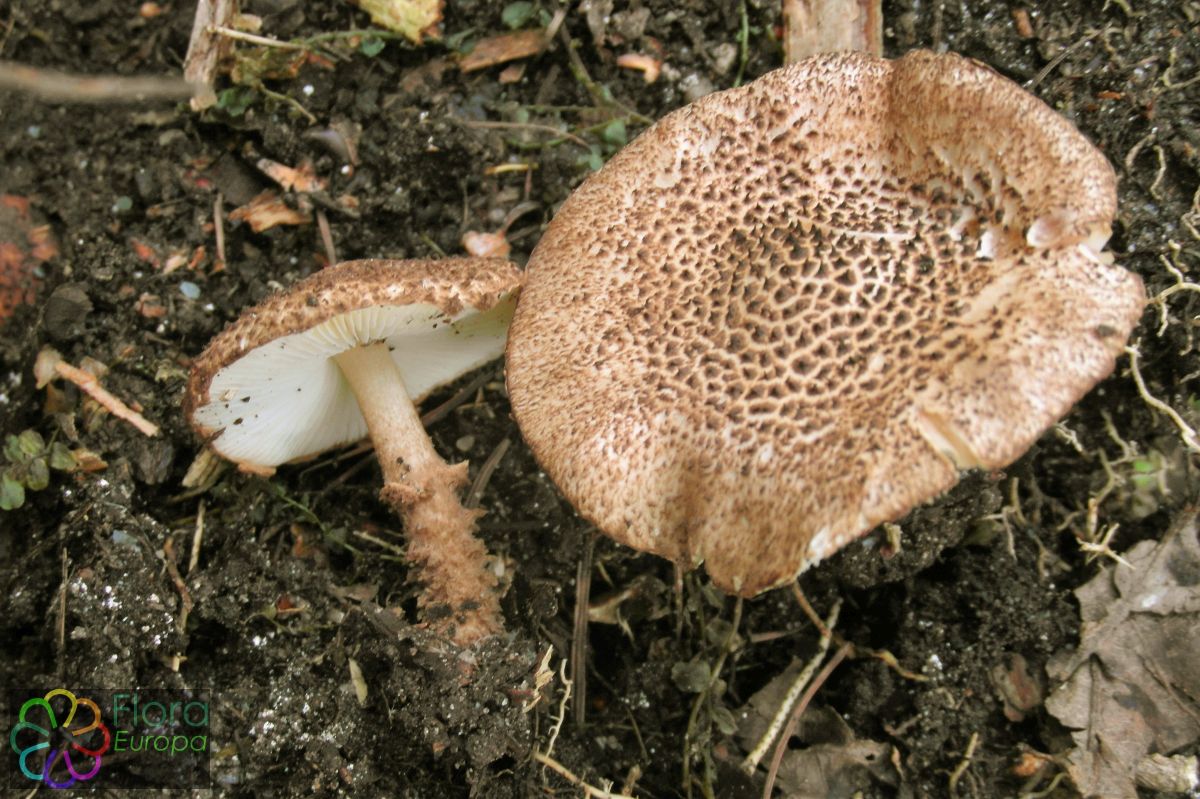 Wollige stekelparasolzwam