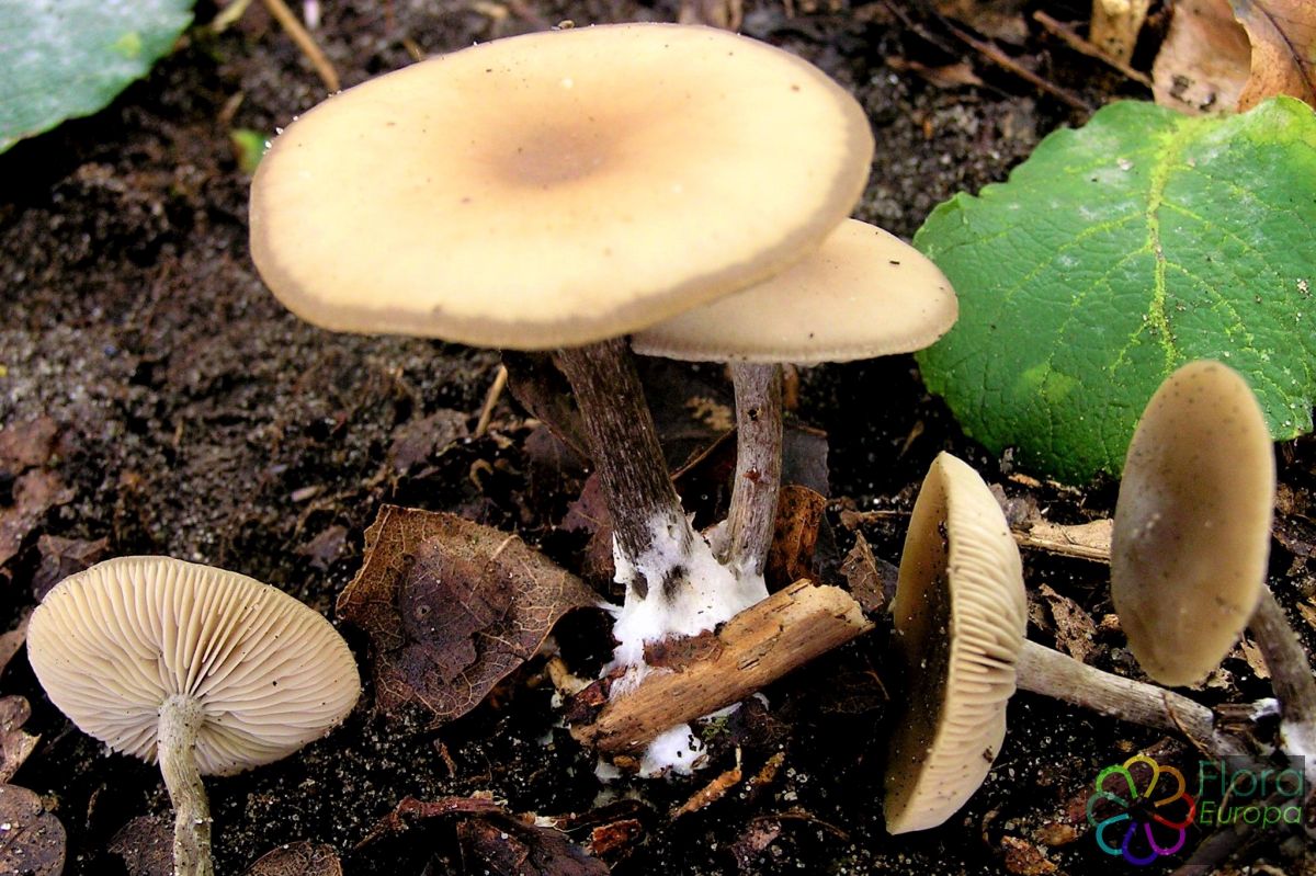 Zijdesteelgrauwkop