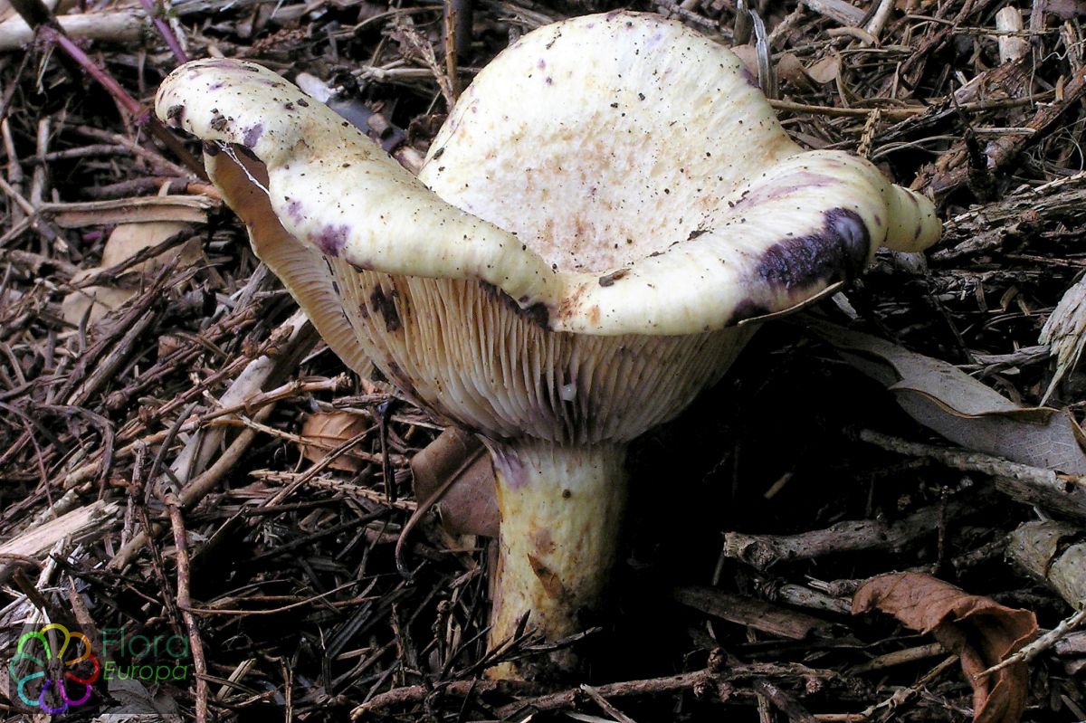 Violetvlekkende moerasmelkzwam