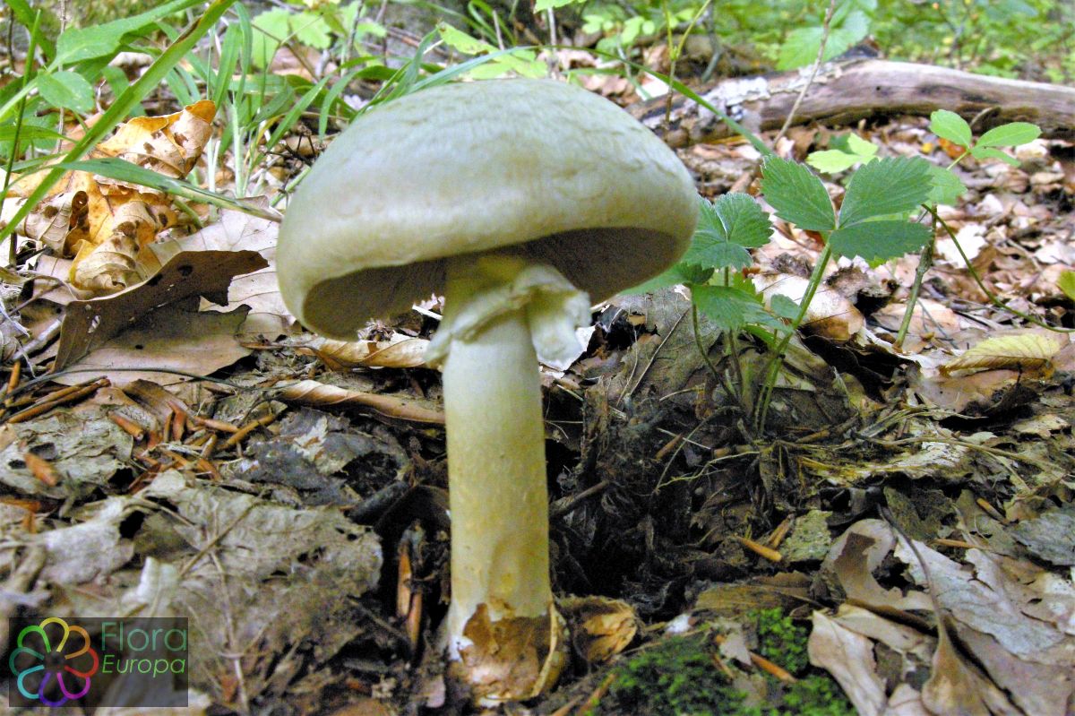 'Vezelige anijschampignon'