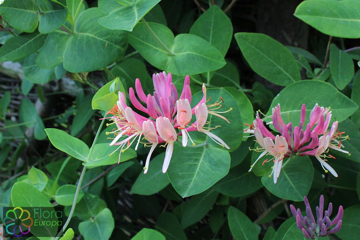 'Etruskische kamperfoelie'