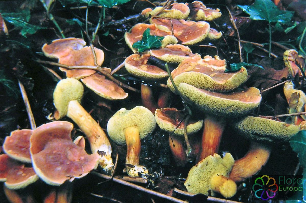 Abrikoosfluweelboleet