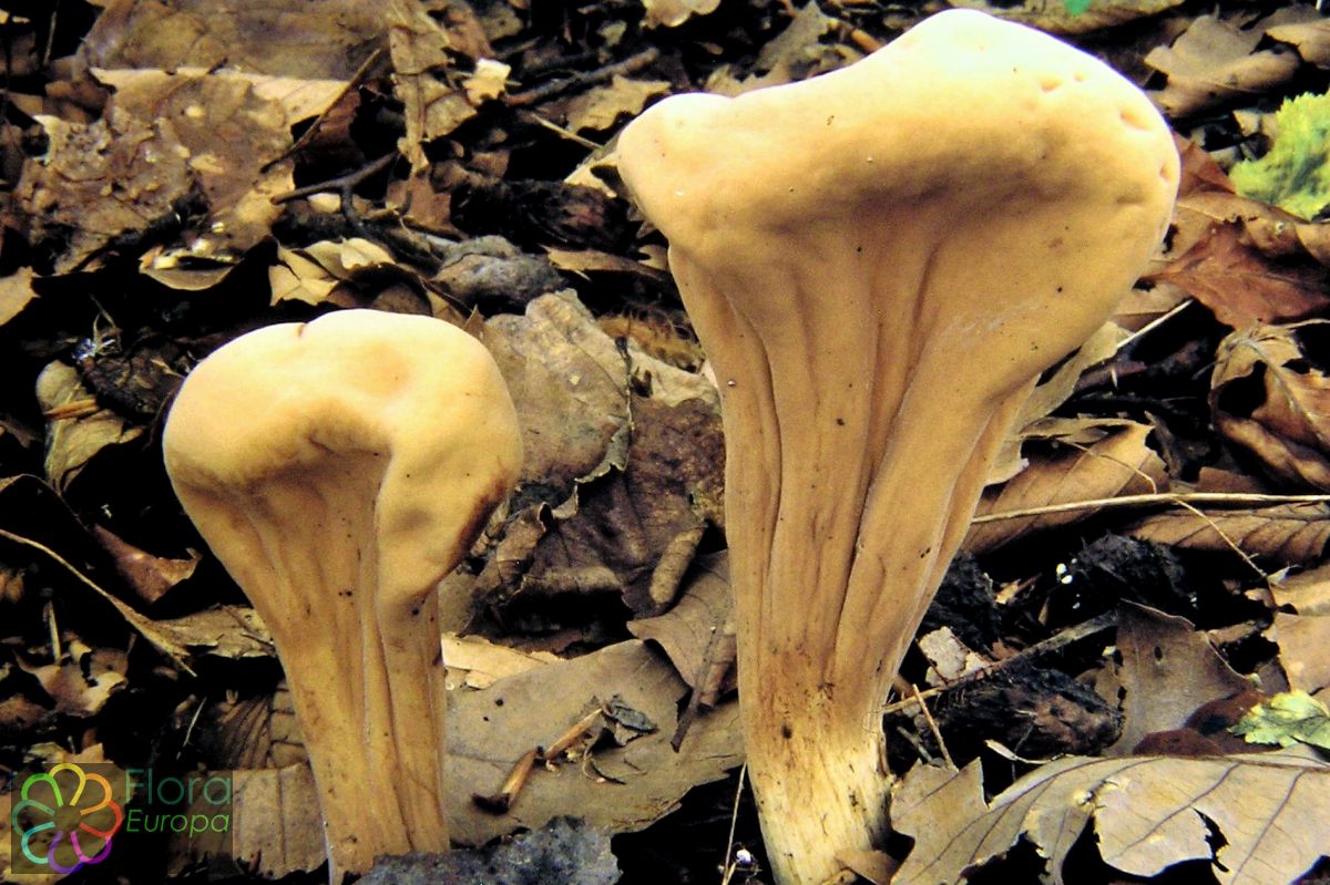 Afgeknotte reuzenknotszwam