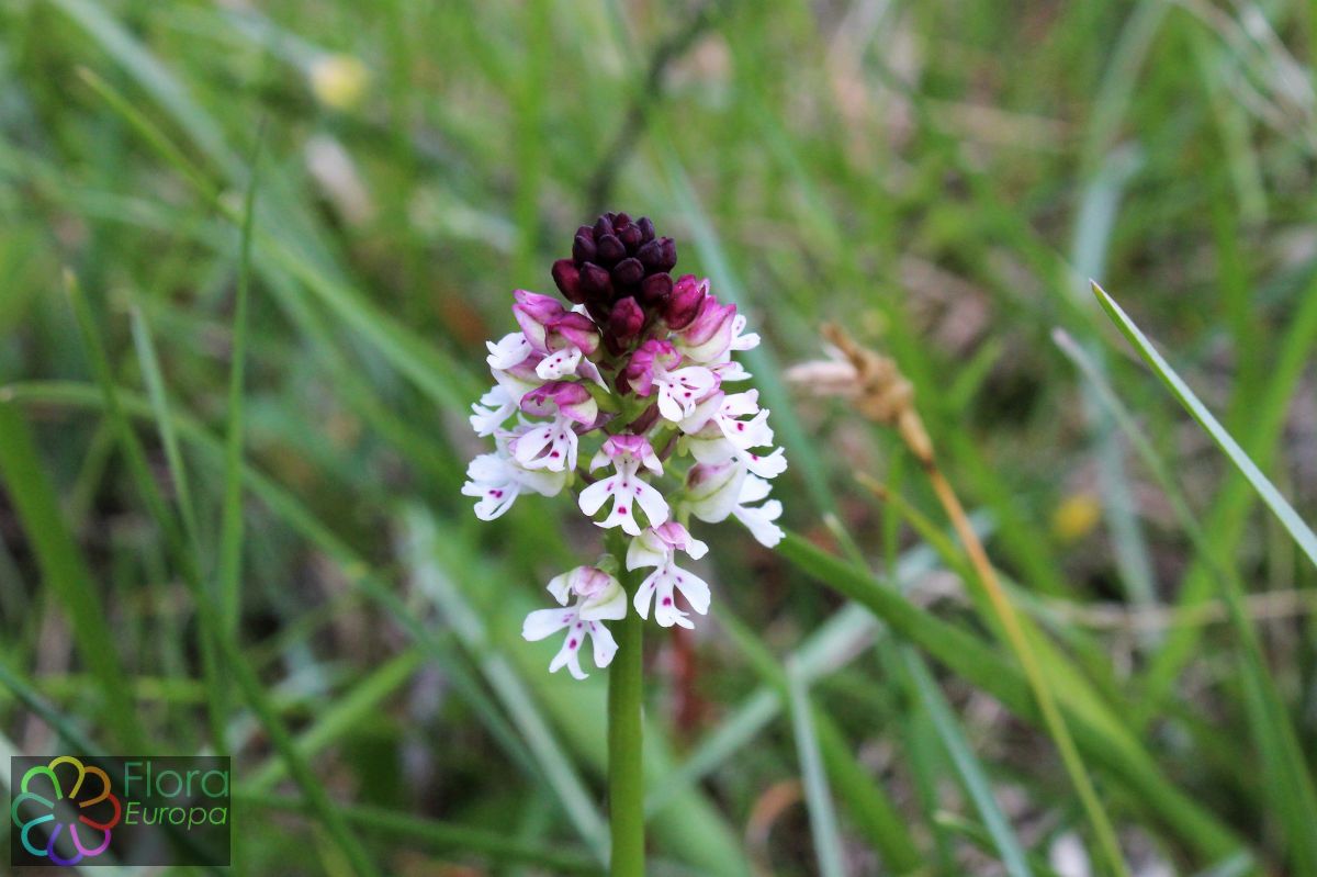 Aangebrande orchis