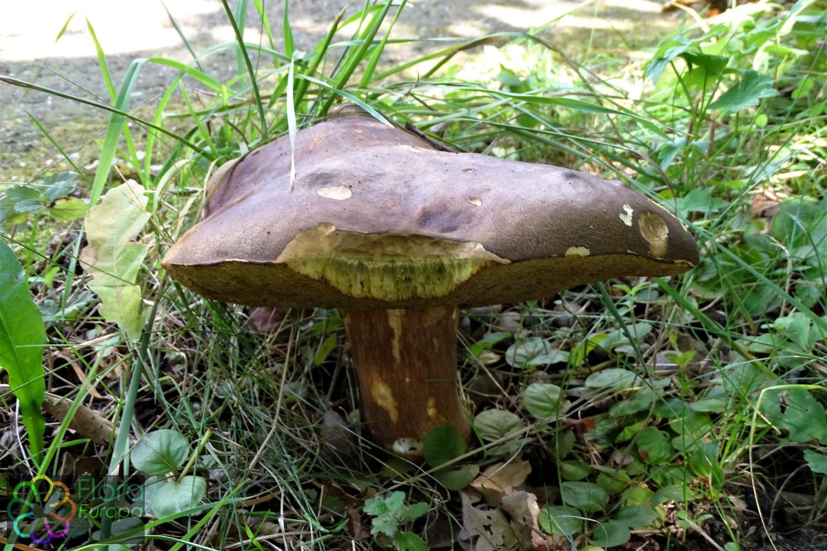 Bronskleurig eekhoorntjesbrood