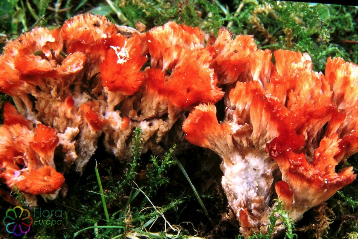 Bundelkorsttrechtertje