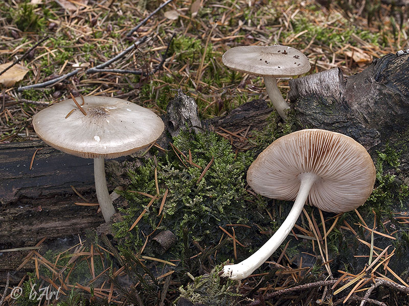 Zaagselhertenzwam