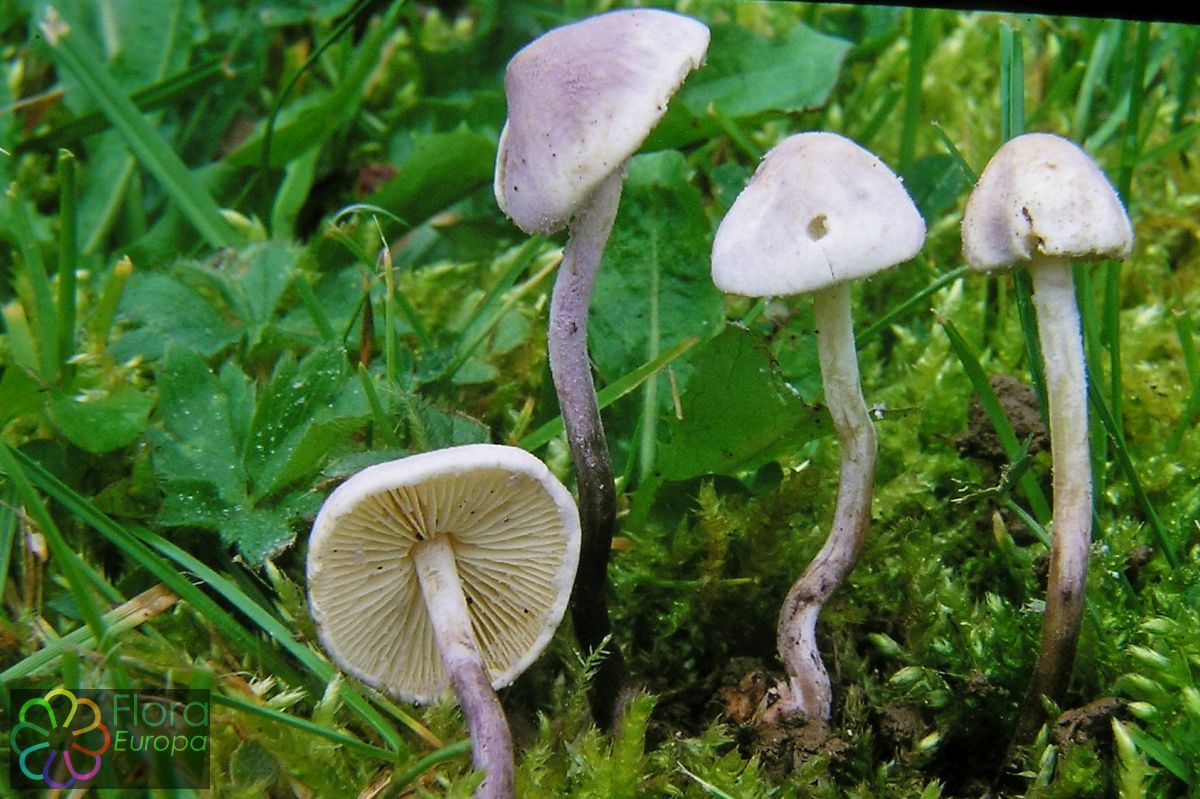 Violetstelige poederparasol