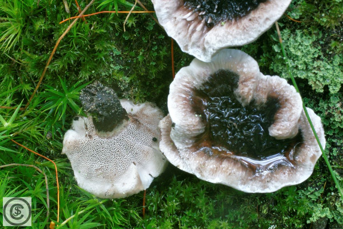 Wollige stekelzwam
