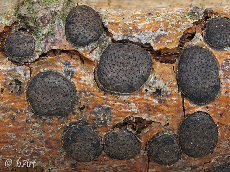 Wilgenschorsschijfje