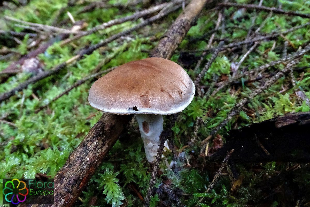 Bleekrandgordijnzwam