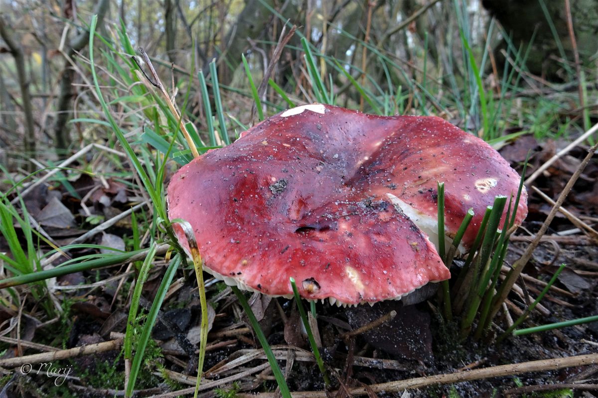 Wilgenrussula