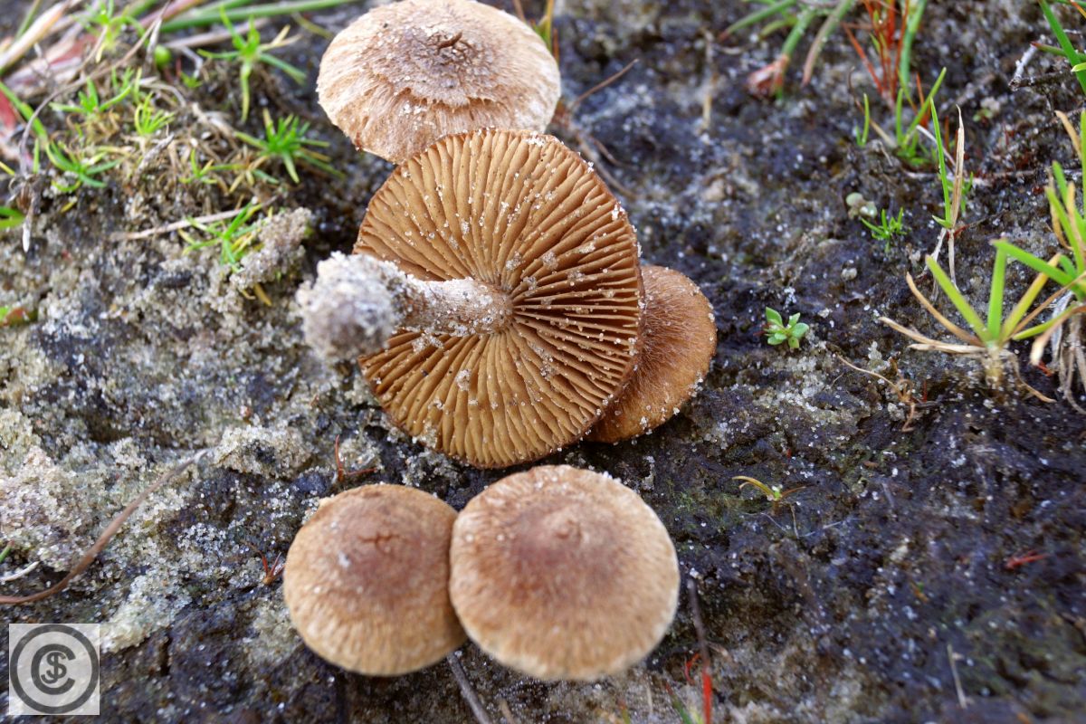 Duinvezelkop