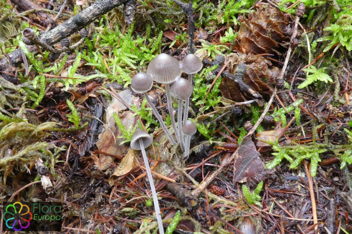 Donzige mycena