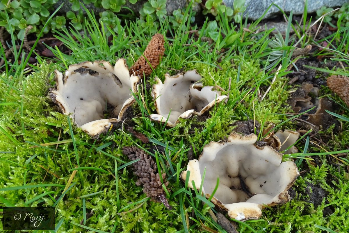 Cedergrondbekerzwam