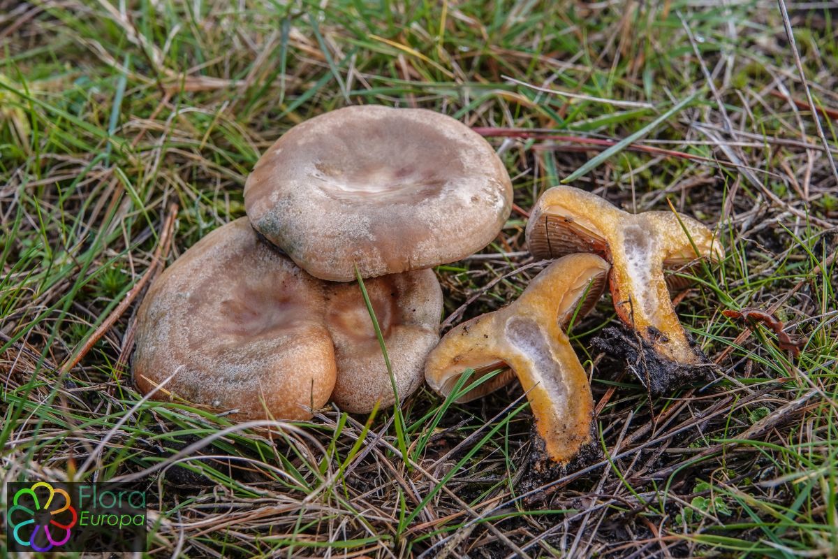 Vaalrode melkzwam