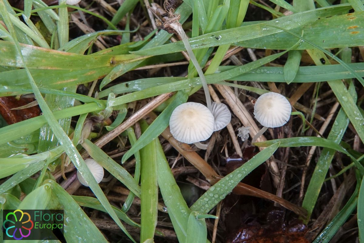 Bleekgele mycena