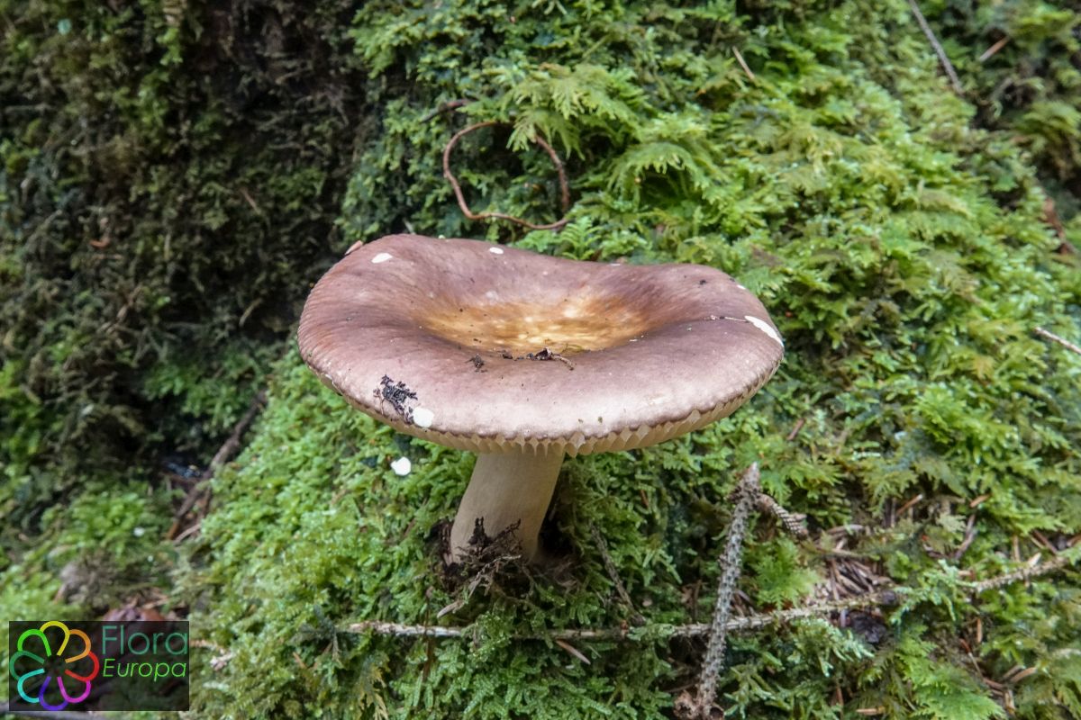 Vissige beukenrussula