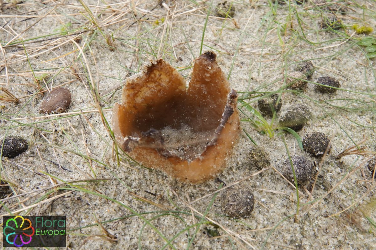 Zandtulpje