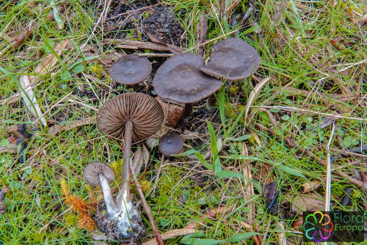 Zwartbruine satijnzwam