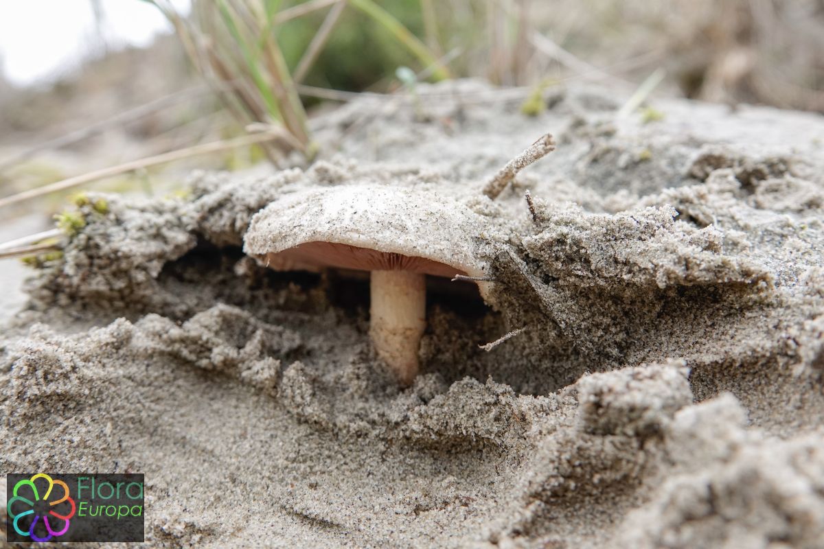 Zeeduinchampignon