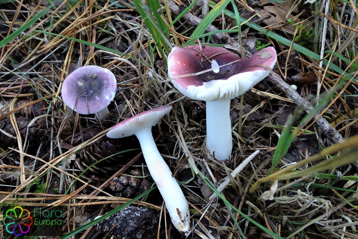 Broze russula